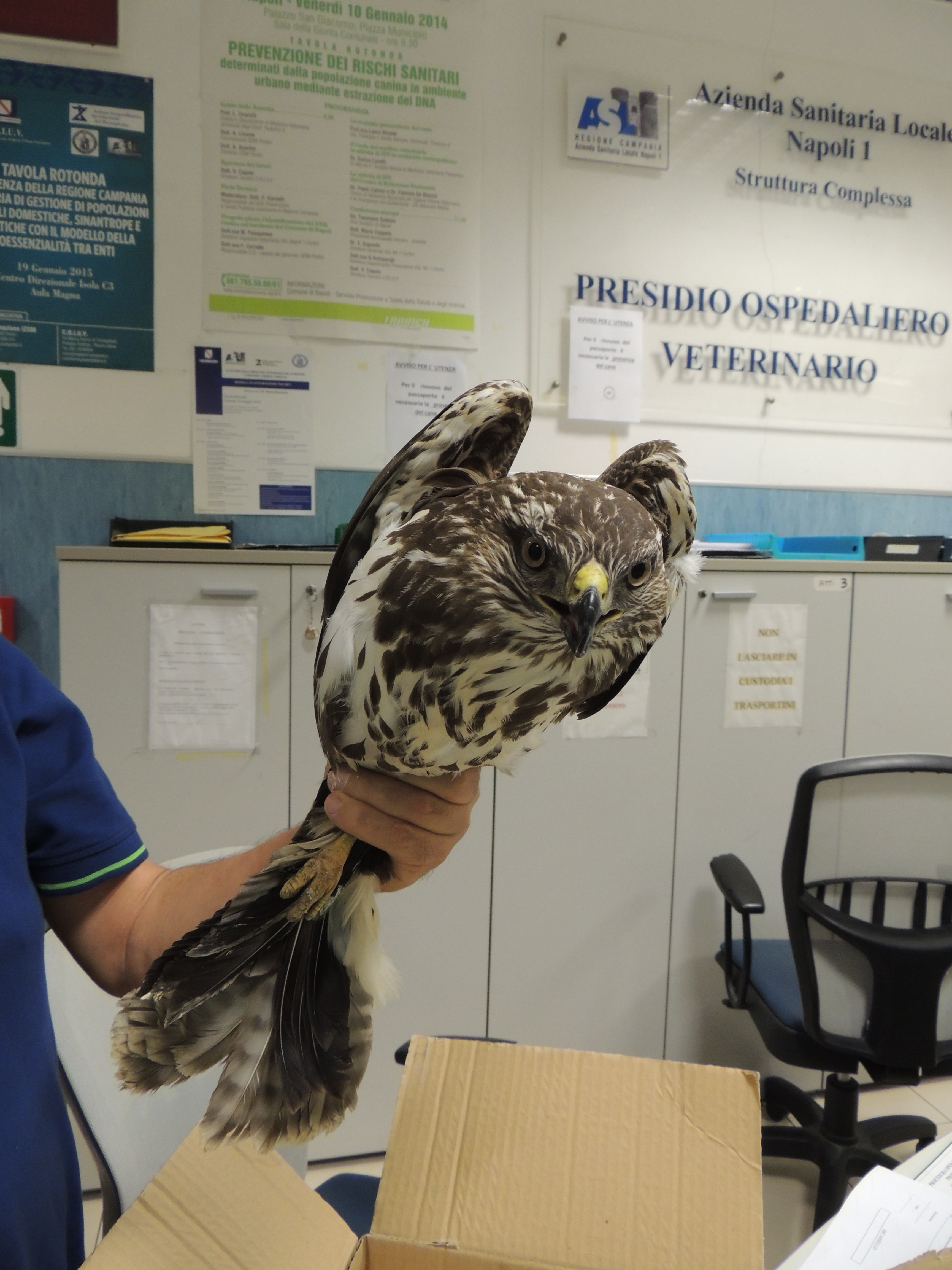 Benevento| LIPU salva poiana ma lancia l’allarme sul trasporto di animali selvatici