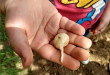 Cautano| Taburno Experience, da antico rito contadino a Brand internazionale