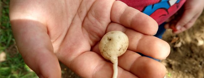 Cautano| Taburno Experience, da antico rito contadino a Brand internazionale