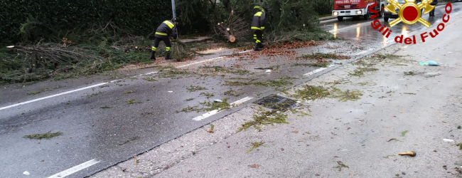 Forino| Grosso albero piegato dal vento, evacuata un’abitazione