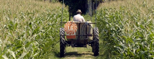 Infortuni sul lavoro, Coldiretti: “Nel settore dell’agricoltura calo del 2,9%”