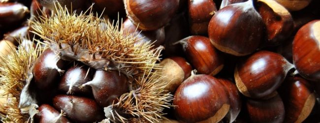 Castagne, l’Irpinia ospita gli “European Chestnut Day” al 12 al 14 settembre