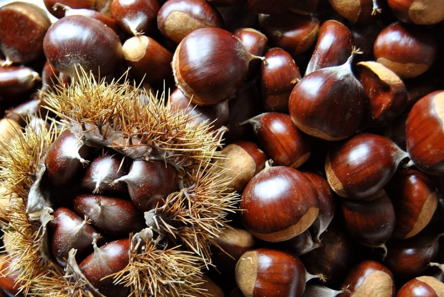 Castagne, l’Irpinia ospita gli “European Chestnut Day” al 12 al 14 settembre