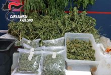Cervinara| Piante di marijuana nel campo di mais, arrestato 35enne