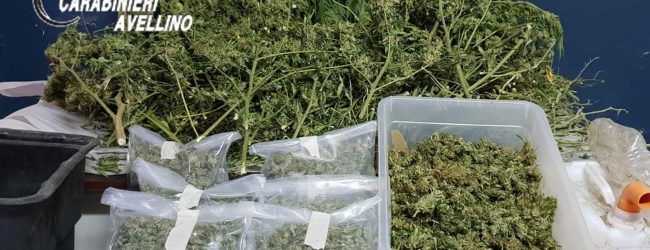 Cervinara| Piante di marijuana nel campo di mais, arrestato 35enne