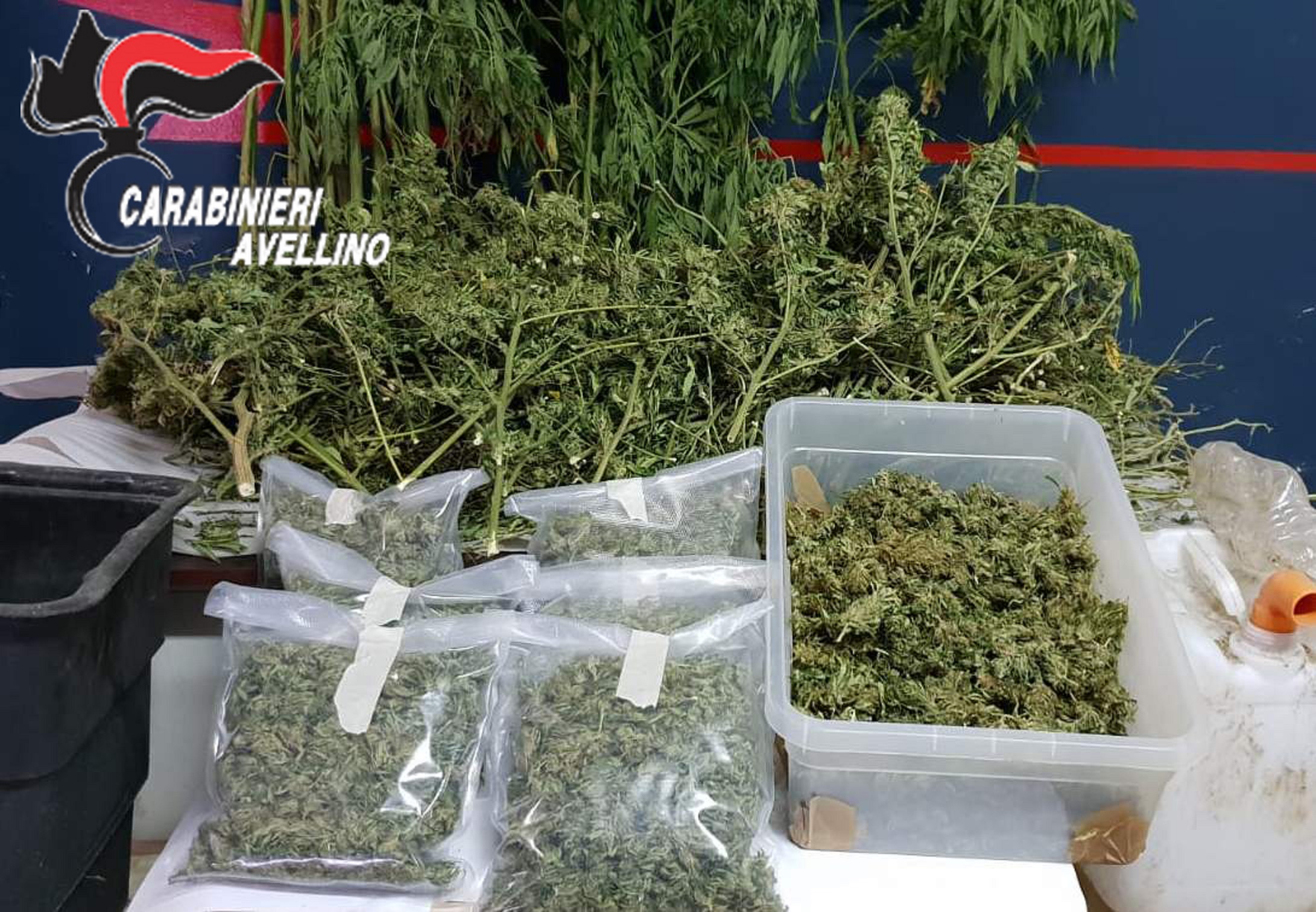 Cervinara| Piante di marijuana nel campo di mais, arrestato 35enne