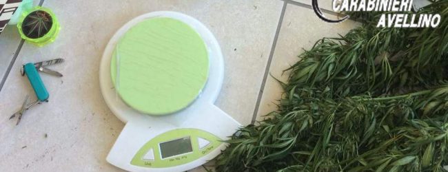 Mirabella Eclano| Marijuana coltivata in casa, in manette un 45enne