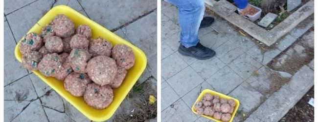 Benevento| Polpette avvelenate al Cimitero, la denuncia della Lega nazionale del Cane