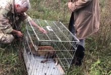 Dopo le cure veterinarie,volpe torna in libertà nei boschi di Ceppaloni