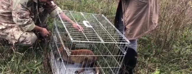 Dopo le cure veterinarie,volpe torna in libertà nei boschi di Ceppaloni
