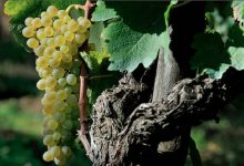 Il Sannio “Capitale Europea del Vino” a Verona con i suoi produttori. Campese: “Possiamo giocare sempre più un ruolo centrale”