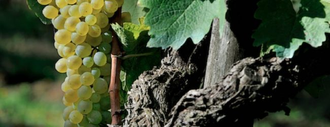 Il Sannio “Capitale Europea del Vino” a Verona con i suoi produttori. Campese: “Possiamo giocare sempre più un ruolo centrale”