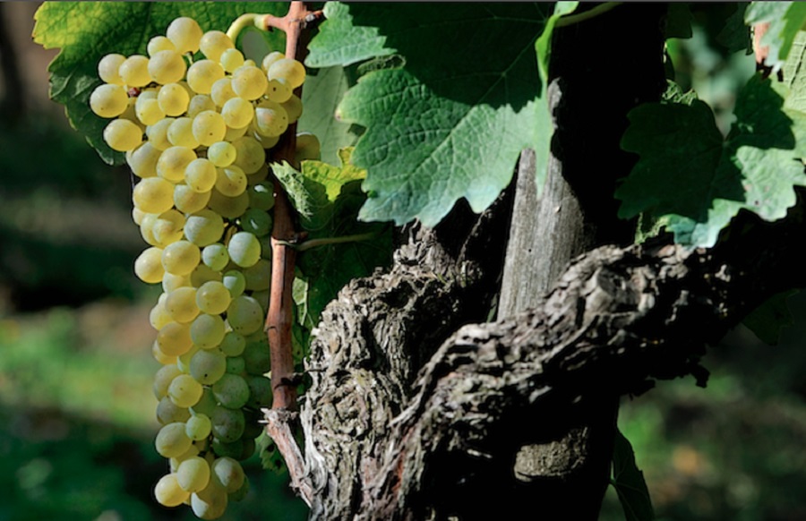 Il Sannio “Capitale Europea del Vino” a Verona con i suoi produttori. Campese: “Possiamo giocare sempre più un ruolo centrale”