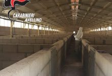 Scampitella| Struttura non a norma, sequestrato allevamento con 2.677 suini