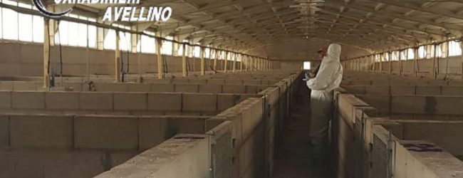 Scampitella| Struttura non a norma, sequestrato allevamento con 2.677 suini