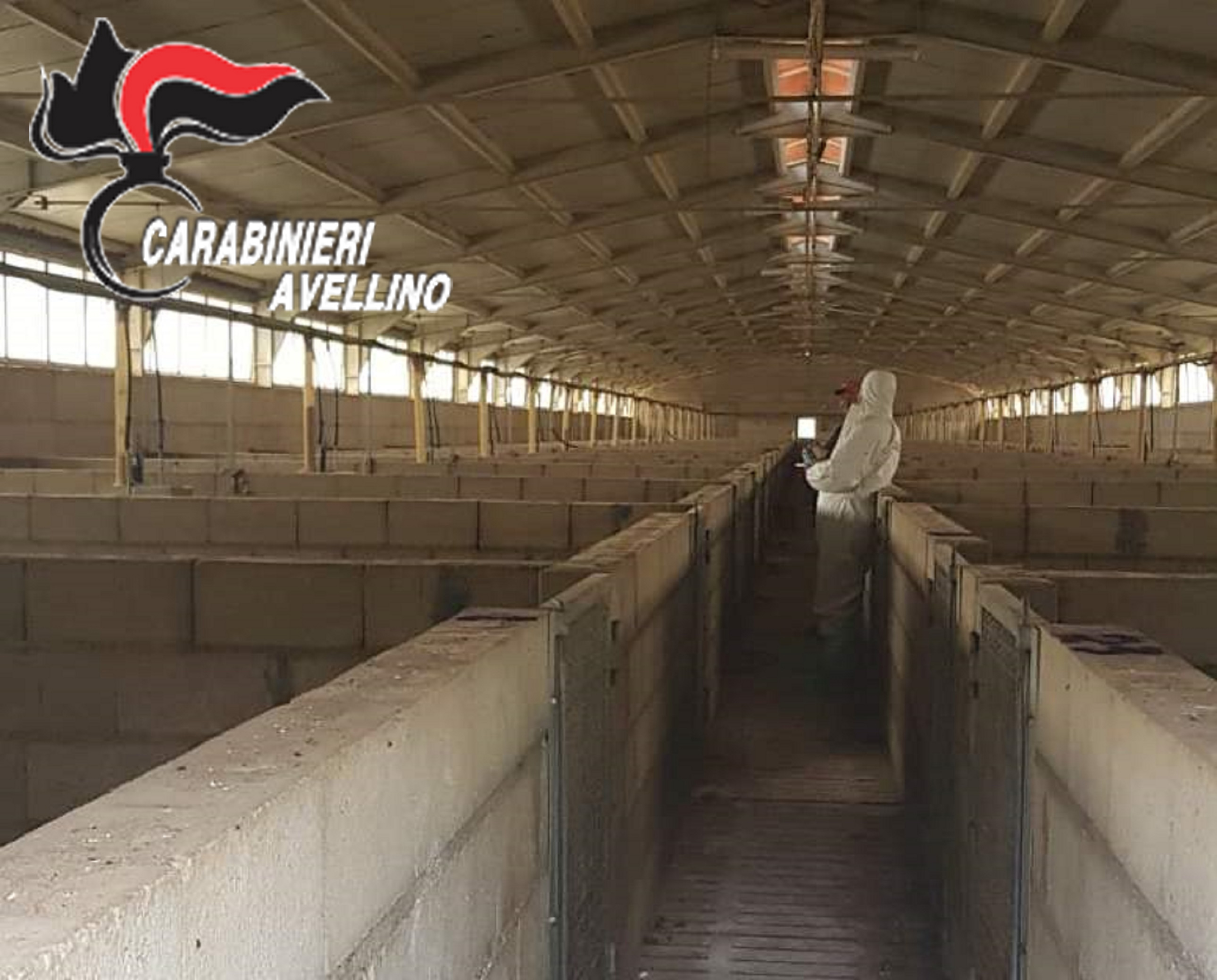 Scampitella| Struttura non a norma, sequestrato allevamento con 2.677 suini