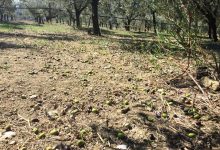 Olive, Coldiretti: in Campania annata difficile per freddo e vento