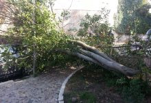 Benevento| Cade albero su auto,torna problema sicurezza