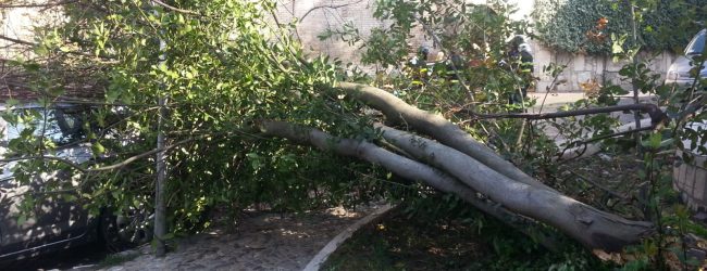Benevento| Cade albero su auto,torna problema sicurezza
