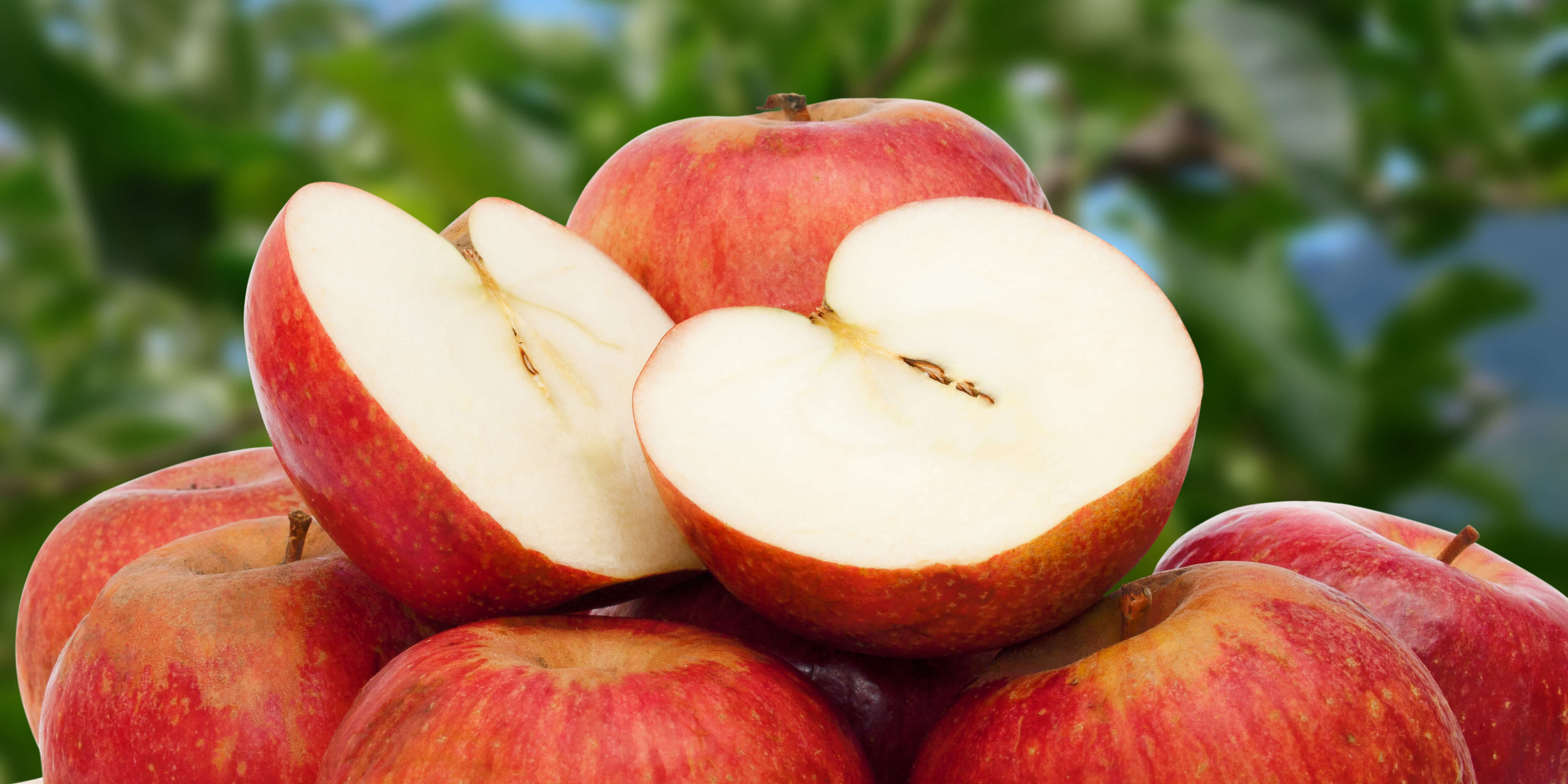 Napoli| Coldiretti: Annurca Fest dall’1 al 4 novembre