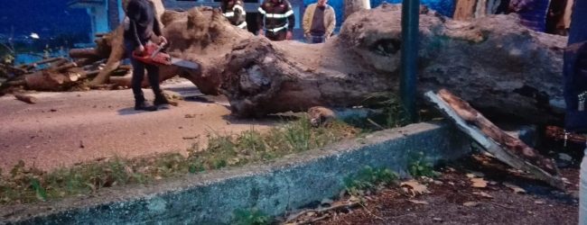 Maltempo, Albero caduto. Sopralluogo su viale Airola-Moiano. Giungerà personale della Provincia di Benevento