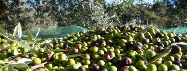 Raccolta olive,”cattiva annata” in Campania.Coldiretti: perdita del 30%