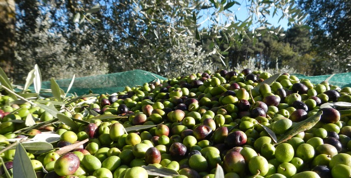 Raccolta olive,”cattiva annata” in Campania.Coldiretti: perdita del 30%