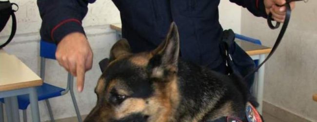 Montoro| Hashish vicino alla scuola scoperto dal fiuto di Pirat, nei guai 2 studenti