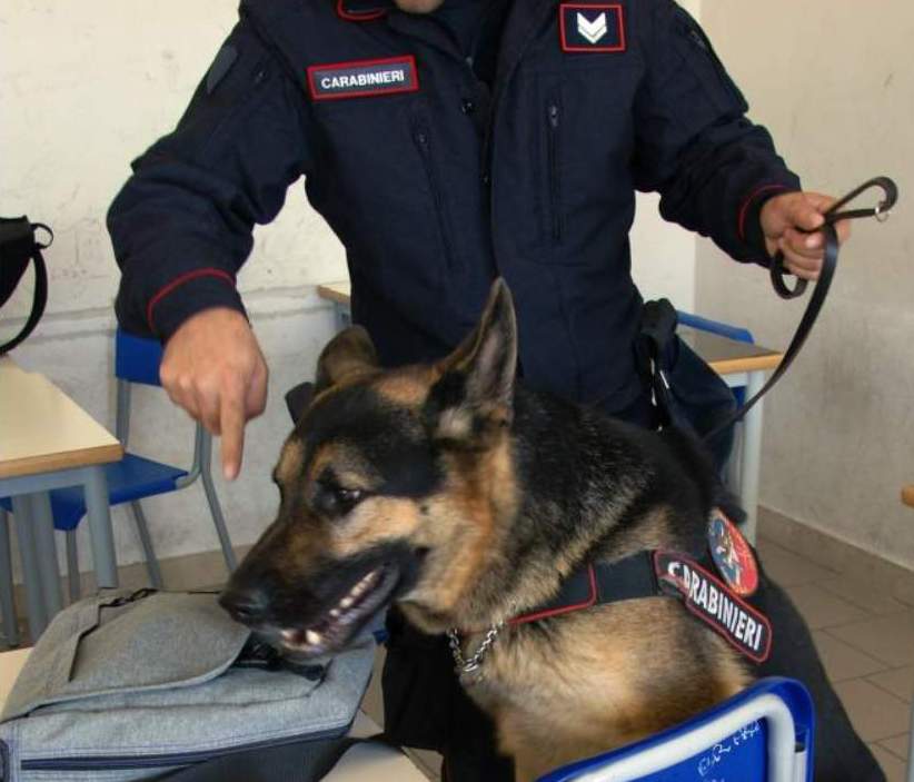 Montoro| Hashish vicino alla scuola scoperto dal fiuto di Pirat, nei guai 2 studenti