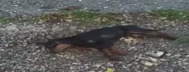 Cani avvelenati, è allarme in tutta la provincia