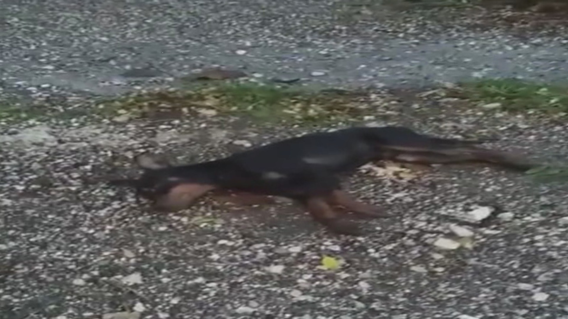 Cani avvelenati, è allarme in tutta la provincia