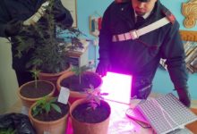 Torrecuso| Coltivazione e detenzione di sostanza stupefacente, Carabinieri denunciano 29enne