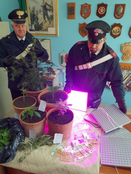 Torrecuso| Coltivazione e detenzione di sostanza stupefacente, Carabinieri denunciano 29enne