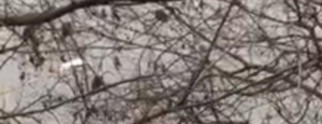 Benevento| Ratti sugli alberi, l’untore è il piccione