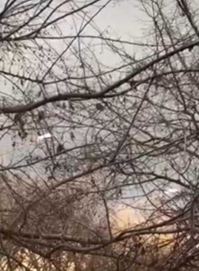 Benevento| Ratti sugli alberi, l’untore è il piccione