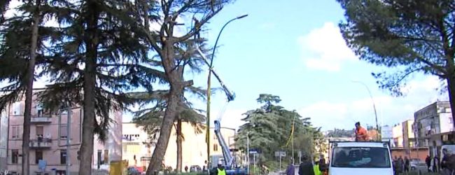 Benevento| Taglio alberi, Feleppa: non abbattiamo la storia ma la miglioriamo