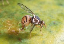 Mosca orientale della frutta:Tavolo Tecnico in Regione