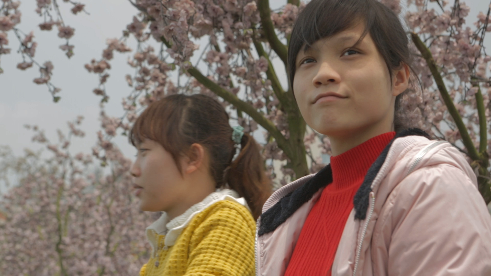 Avellino| Laceno D’Oro, tra proiezioni e mostre domani si entra nel vivo