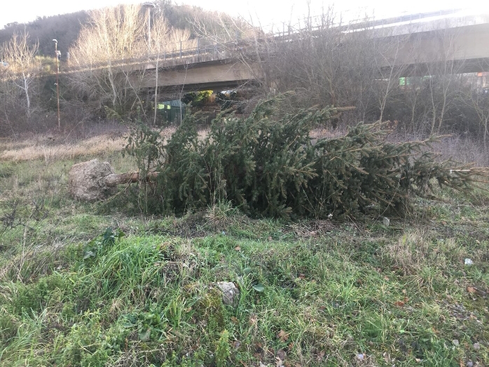 Abeti di Natale “abbandonati” a Contrada serretelle:la denuncia su Facebook