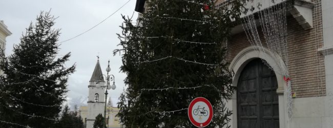 Benevento| Abeti lungo Corso Garibaldi., che fare?