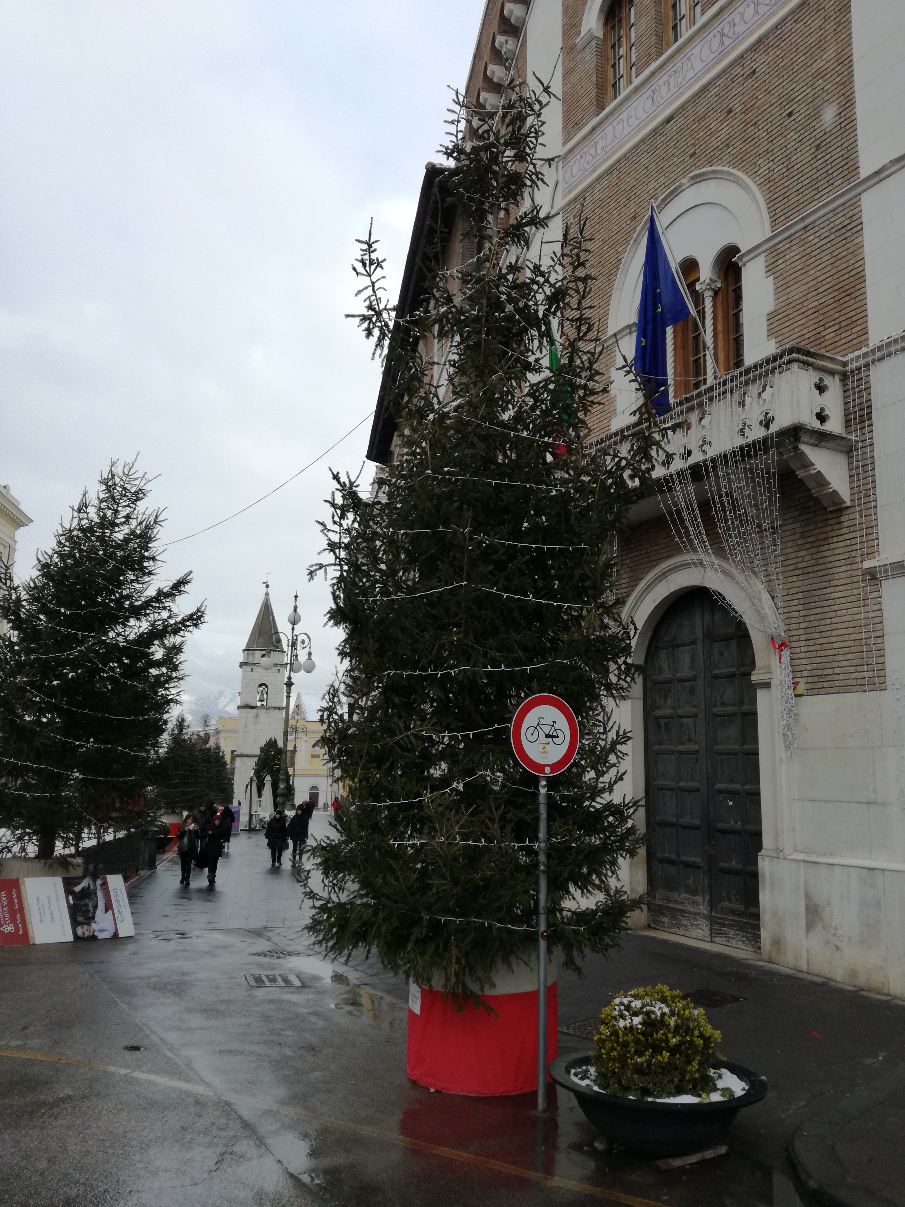 Benevento| Abeti lungo Corso Garibaldi., che fare?