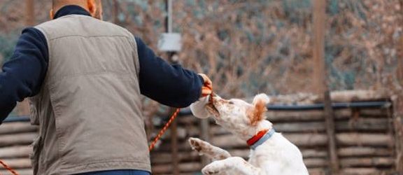 Obedience: Lo sport per cani che si fa largo in Valle Telesina