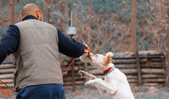 Obedience: Lo sport per cani che si fa largo in Valle Telesina
