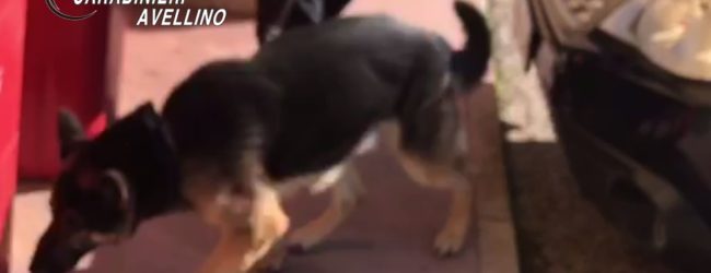 Castelfranci| Il fiuto di Olli scopre le piante di marijuana nel giardino, coppia in manette