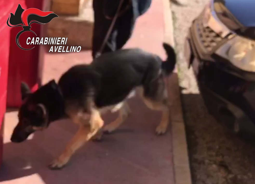 Castelfranci| Il fiuto di Olli scopre le piante di marijuana nel giardino, coppia in manette