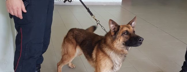 Montesarchio| Controlli dei Carabinieri con unità cinofile nelle scuole: la droga non sfugge al fiuto di “Tex” e“Gero”