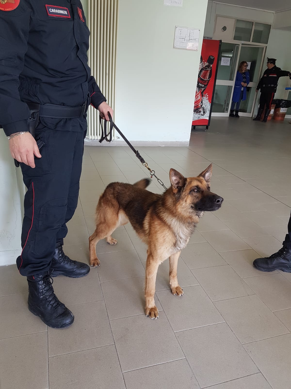 Montesarchio| Controlli dei Carabinieri con unità cinofile nelle scuole: la droga non sfugge al fiuto di “Tex” e“Gero”