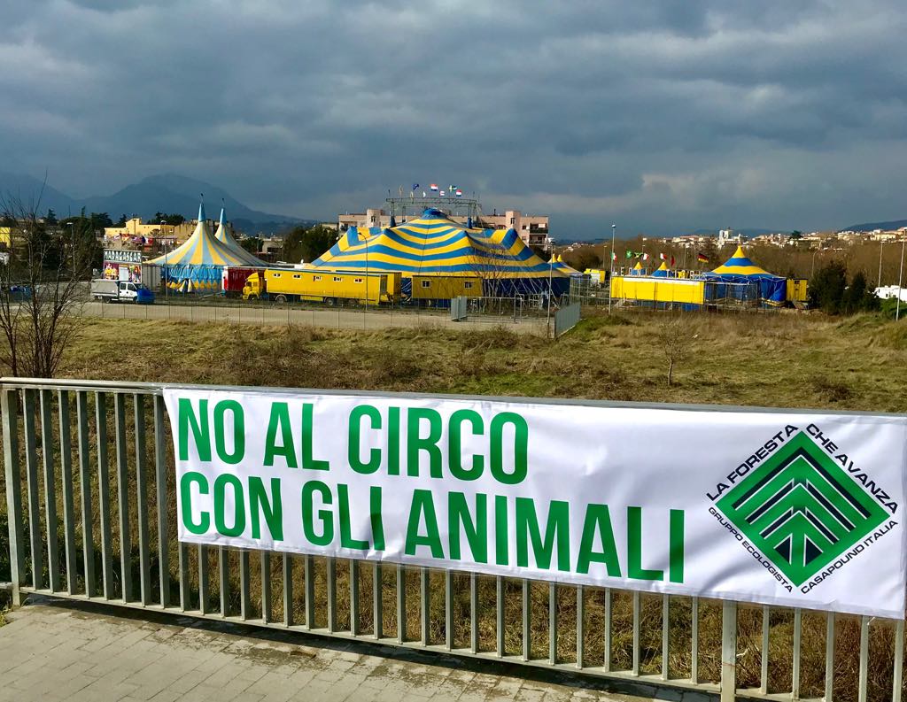 Benevento| “No al circo con gli animali”, lo striscione di protesta di Casapound