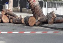 Benevento| Alberi di viale degli Atlantici, via Fratelli Rosselli e via Pacevecchia: dal Comune ok alla sostituzione