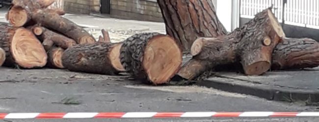 Pini viale degli Atlantici, Altrabenevento: “Mastella e Feleppa abbattono i pini che resistono a due tempeste ma non fanno potare gli alberi del viale Mellusi. Come viene pagata la ditta?”